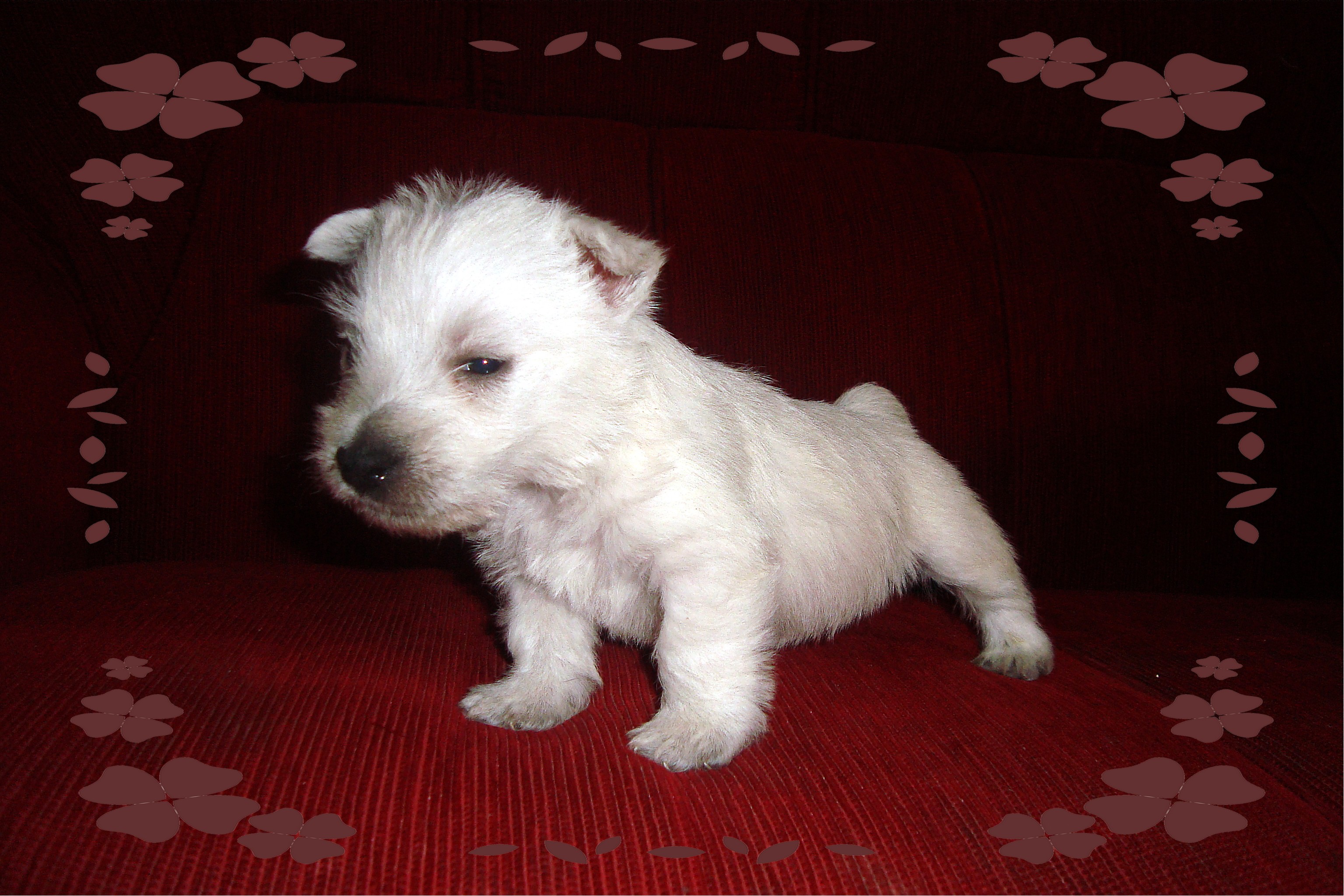 west terrier